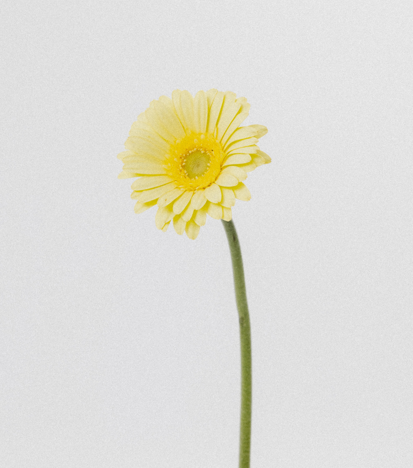 Inner Bloom Earrings in Gold