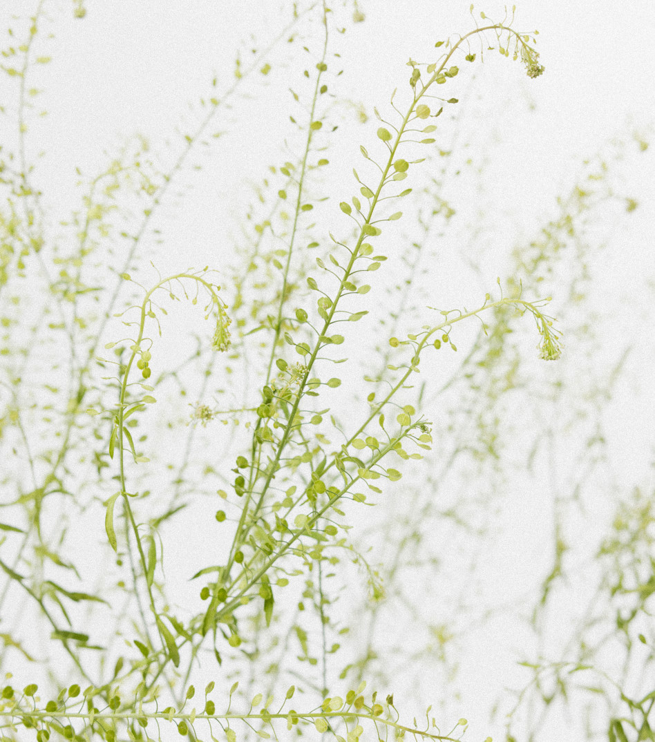 Natural Beauty Necklace in Silver
